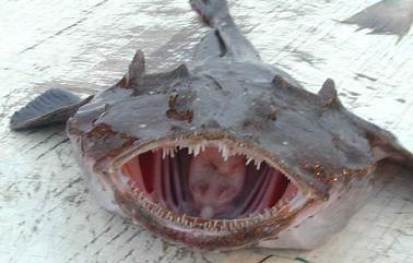 ls_ugliest_monkfish_02.jpg