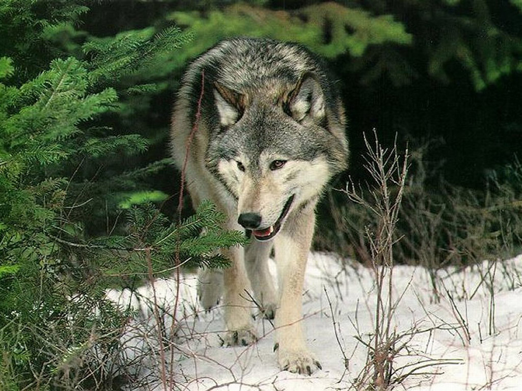 lobos-fondos-escritorio-1024.jpg