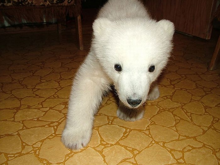 polarbearbabysaved-28.jpg