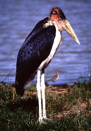 marabu.jpg