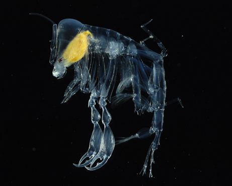 deepsea4.jpg