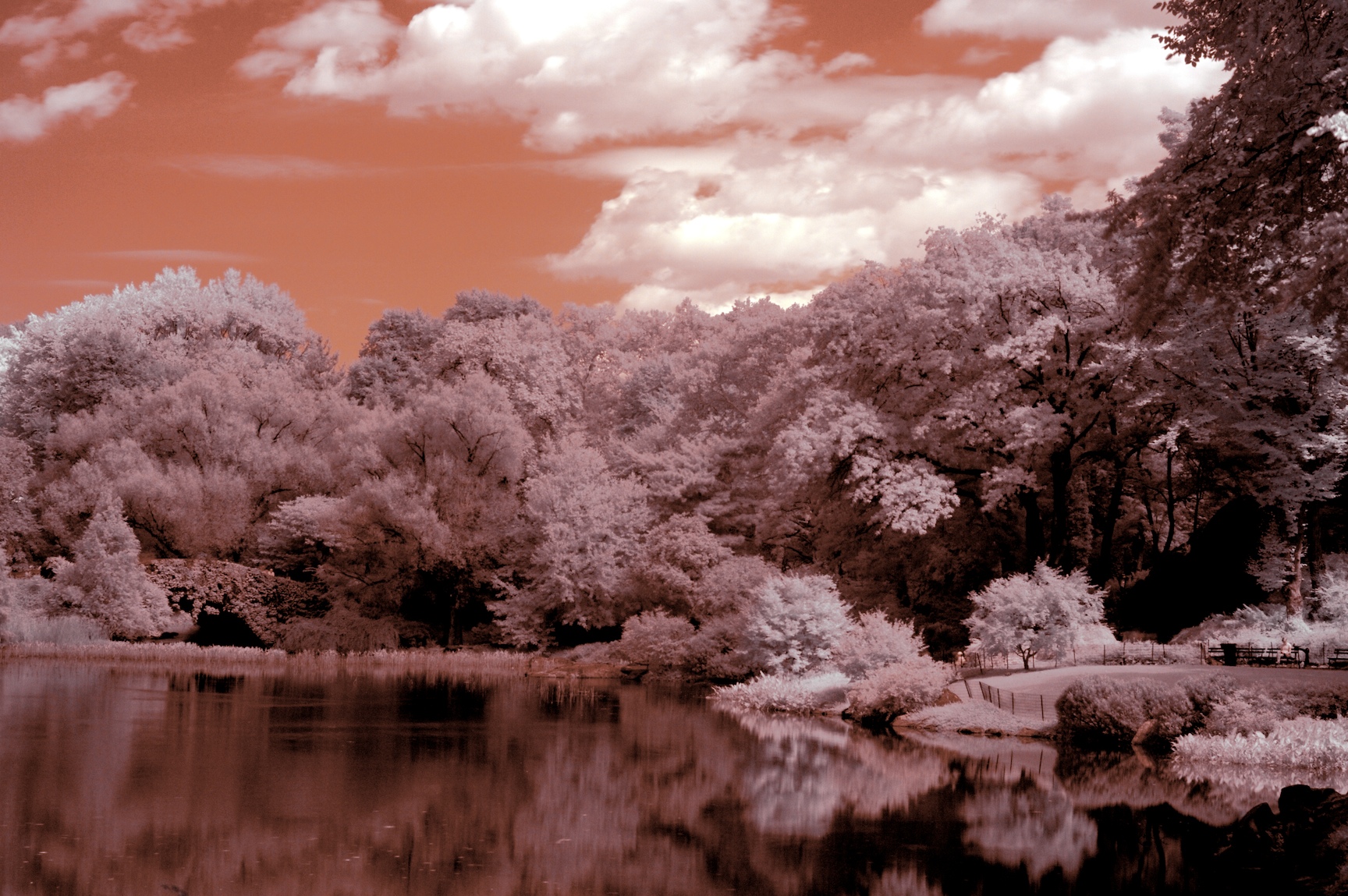 nigel-infrared-067.jpg