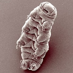 240px-Waterbear.jpg