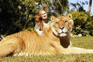 liger.jpg