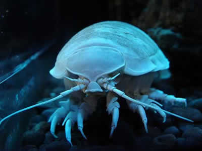 animal-feo7.jpg