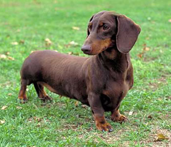 dachshund-salchicha.jpg