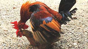 110907141945_sp_gallina_304x171.jpg