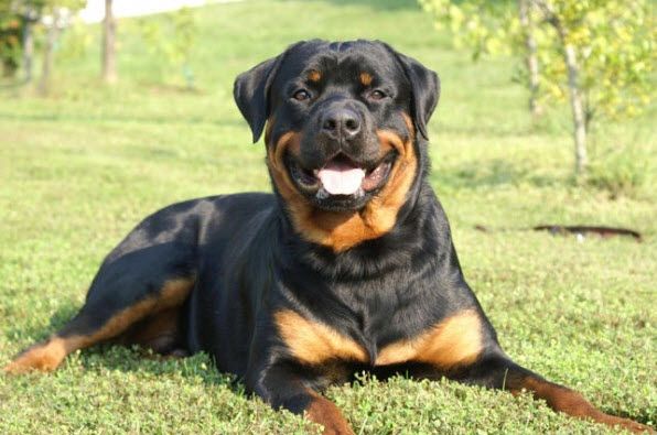 raza-perro-inteligente-9.jpg