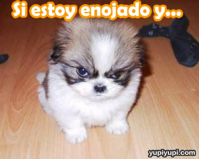 perrito-enojado.jpg