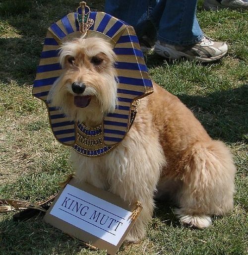 dog-costumes-15.jpg
