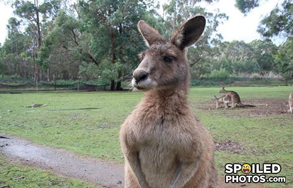 kangaroos.jpg