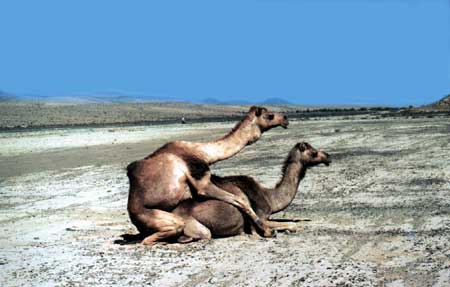 camels.jpg