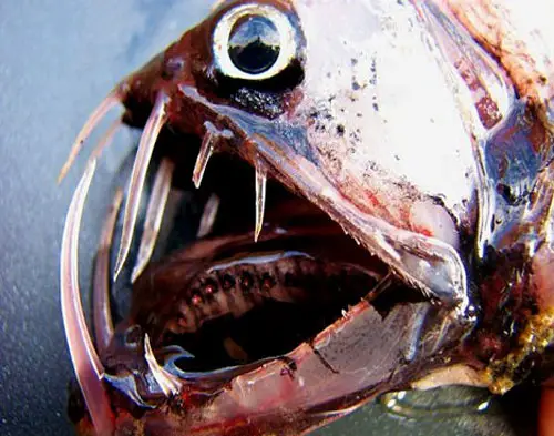 viperfish.jpg