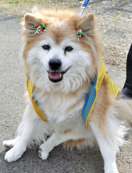 pusuke-450x590.jpg