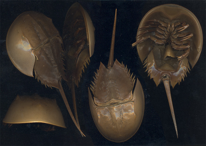 Limulus_polyphemus.jpg