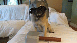 tumblr_mbjhgv6Z3X1r3gb3zo1_250.gif