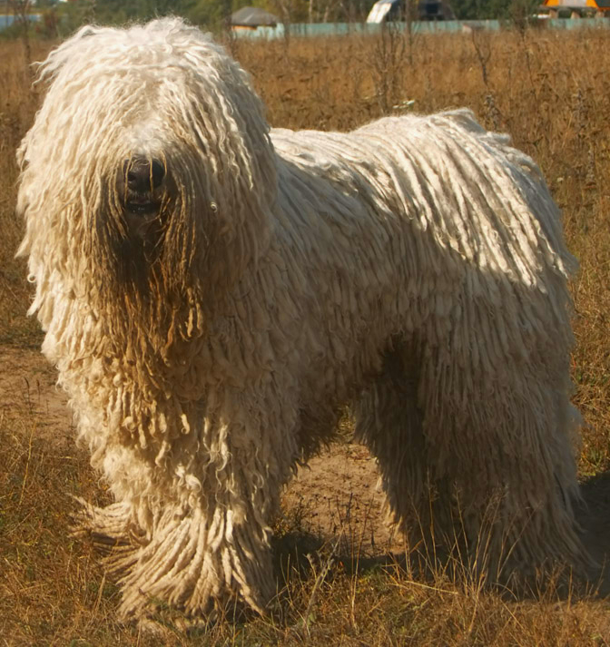 Komondor_delvin.jpg