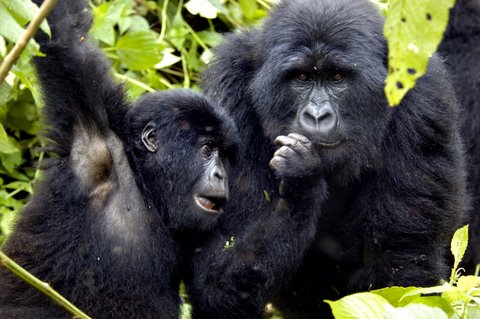 gorilla1.jpg