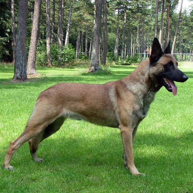 malinois.jpg