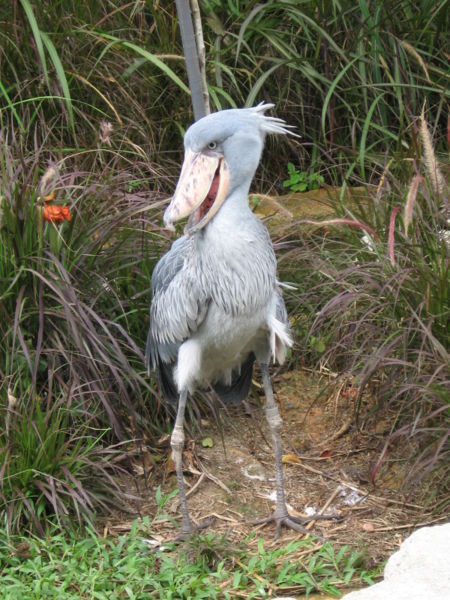 shoebill.jpg