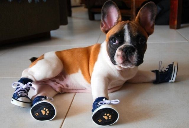 dog-costumes-07.jpg