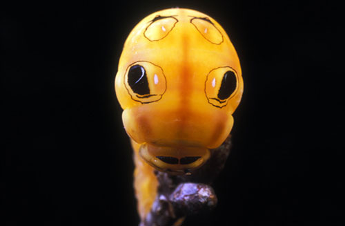 spicebush-swallowtail-caterpillar.jpg