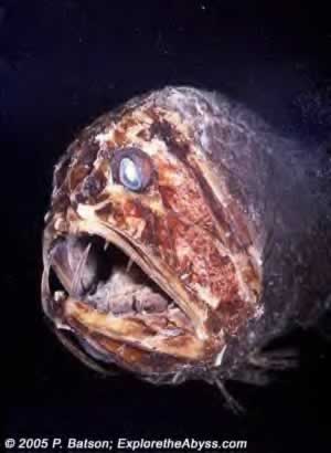 animal-feo2.jpg
