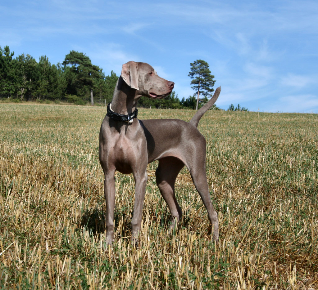 weimaraner_camp2.jpg