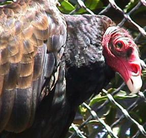 ls_ugliest_vulture_02.jpg