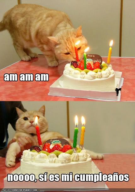 fotos-graciosas-gato-torta-velas-cu.jpg