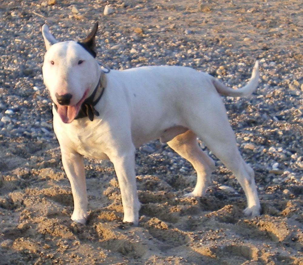 perros-bull-terrier-ingles.jpg