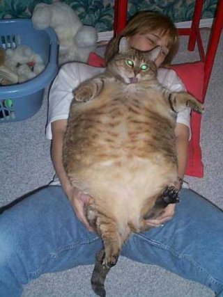 gatogordo.jpg
