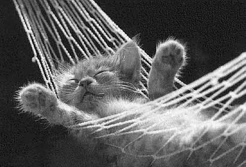 sleeping-cat.jpg