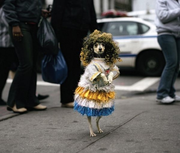 dog-costumes-08.jpg