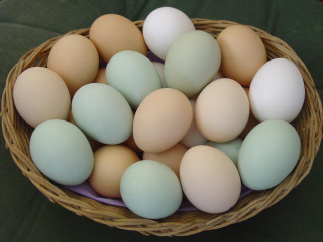 eggs1.jpg