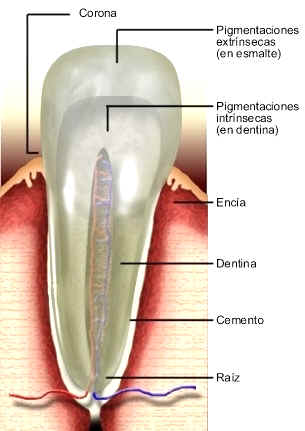 dibujo_anatomia_dntal.jpg