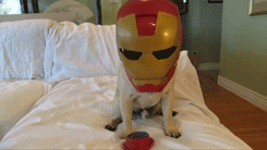 tumblr_mbjhgv6Z3X1r3gb3zo5_250.gif