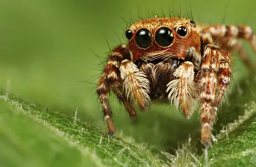 jumping-spider.jpg