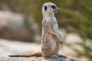 meerkat.jpg