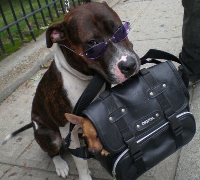 dog-costumes-04.jpg