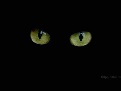 ojos%2Bde%2Bgato.jpg