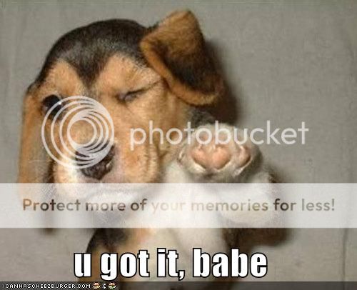 Loldog-funny-pictures-you-got-it-babe.jpg