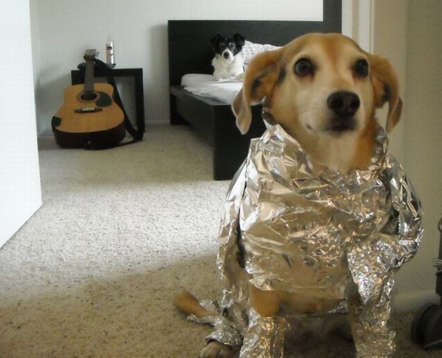 dog-costumes-09.jpg