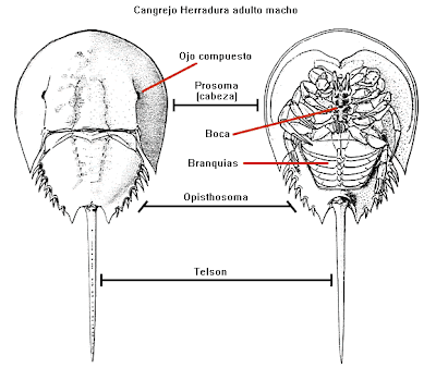 c-Zap0183Esquema.gif