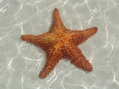 cuba-estrella-de-mar.jpg