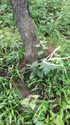 ivy0.jpg