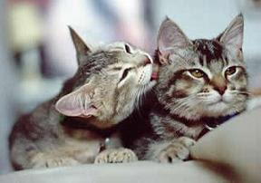 gatos+tiernos.jpg