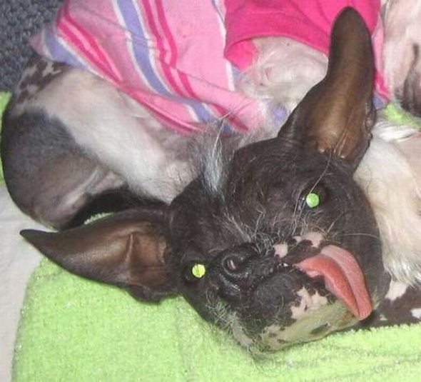 ugliest-dog-in-the-world-15.jpg