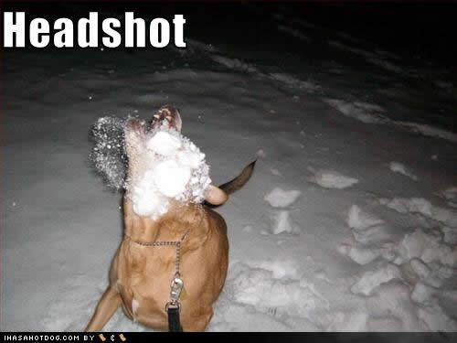 funny-dog-pictures-headshot.jpg