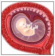 feto-8-semanas-embion.jpg